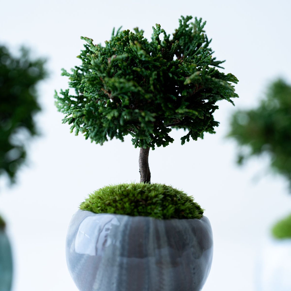 津山ヒノキ｜マーブルのうつわ【受け皿セット】